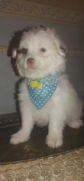 جرو جريفون المانى 