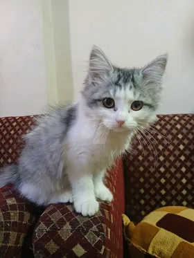 قط خليط شرازي