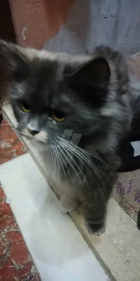 قط وقطه