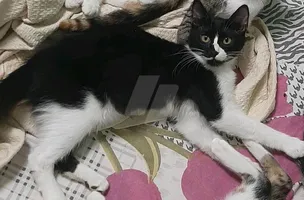 عدد٤ قطط .. ٣ بنات و ولد