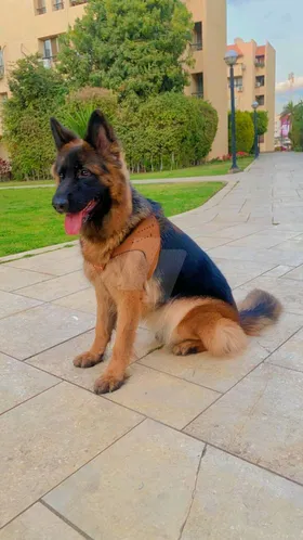 كلبه جيرمن شيبرد