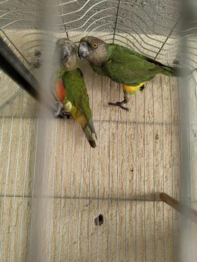 ببغاء السنغالي