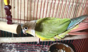 بغبغان كونيور ريد ذكر