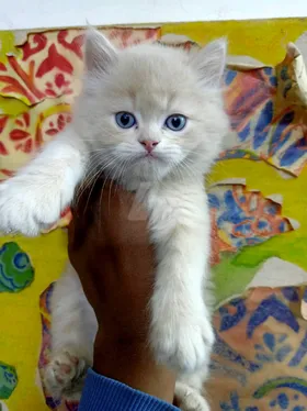 قطط شرازي مون فيس 45 يوم