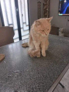 قط ذكر شكله جميل للتبنى