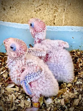 باينبول بلو