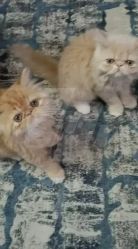 بنت وولد بيرشن زورار 