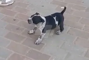 جرو امريكان بولي Xl