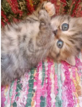 scottish fold 