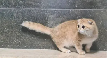 Scottish Fold Shorthair Gold ny22