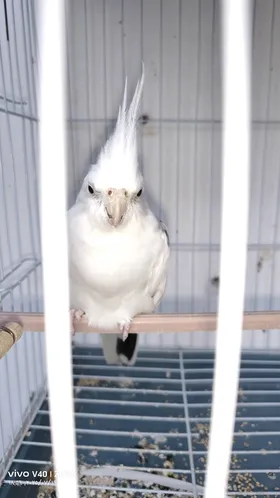 ذكر كوكتيل فرنساوى 