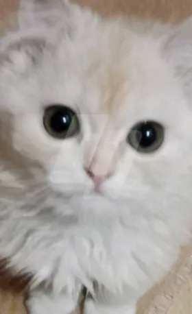 قط