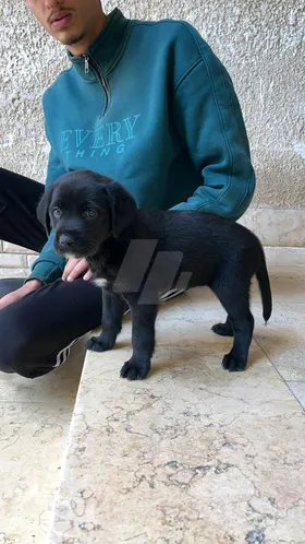 black Labrador 