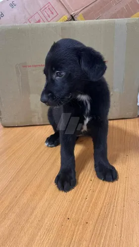 Puppies for se