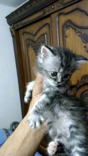 قطه شيرازي 