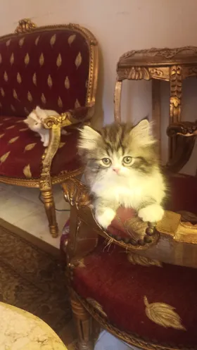 persian pure and shirazi kitten 