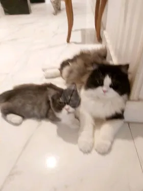 قطة