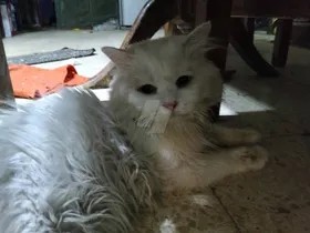 قطط