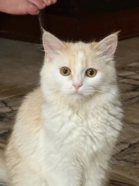 قط شيرازى بيكى 