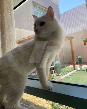 بوسي 