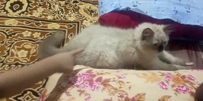 قط هيملايا 