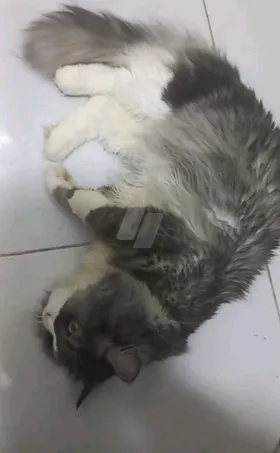 بندق