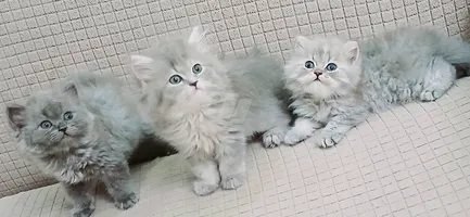 females and males British long hair 46 day used litter box