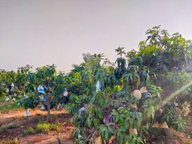 مزرعة للبيع 
