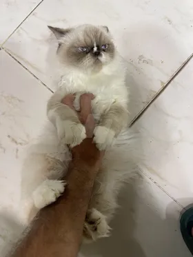 هيمالايا
