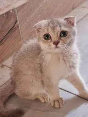 بريتش