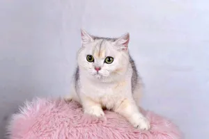 بريتش 