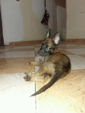 Malinois Puppy جرو دكر مالينو