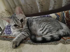 قطه هجين شيرازي مون فيس للتبني 