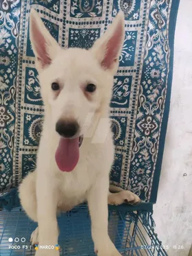 white German shepherd وايت جيرمن 