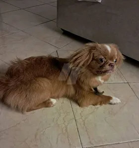 بنوته بيكنواه 