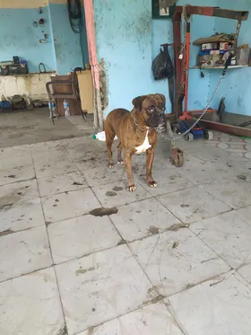 نتاية بوكسر