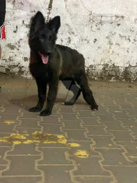 جروايه جيرمان سيبل للبيع