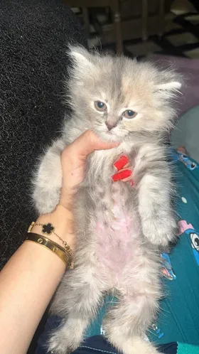 قط شيرازي بيور ذكر 