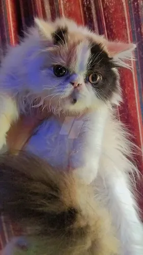 بنوته ڤان كاليكووو