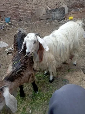 ماعز تربية بيتي 2 كبار 2 صغرين لباني كلهم نتي