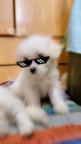 كلبة جريفون ألماني 