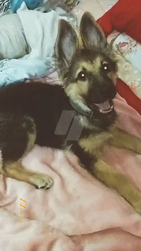 كلبه جيرمن 3شهور   