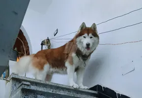 هاسكي الاسكا وماسبيري